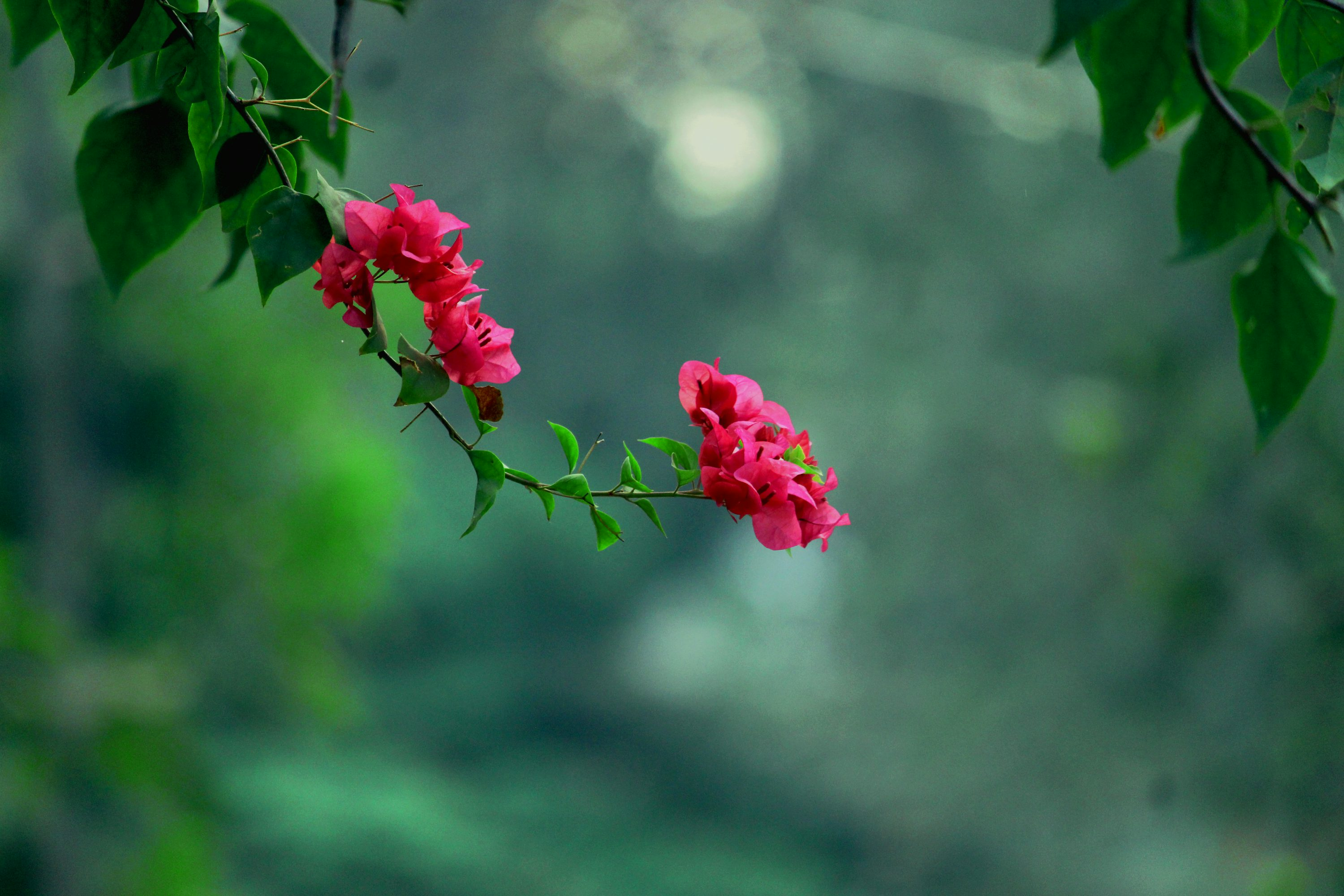 close-up of flowers on vine